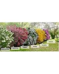 haie des 4 saisons 6 arbustes en 2 3 branches haie 5 m jardin pot arbustes a fleurs arbuste sol de jardin