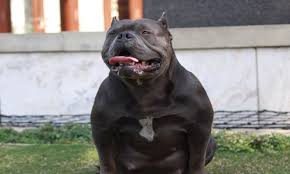 We did not find results for: Funny Pitbull Puppies For Sale In Durban L2sanpiero