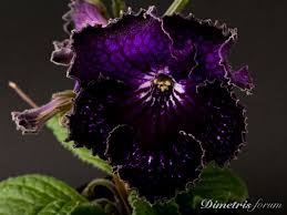 Image result for Streptocarpus kamerunensis