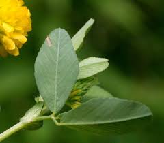 Image result for Trifolium campestre