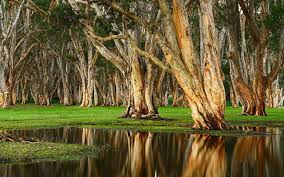 Melaleuca Quinquenervia Paperbark Trees Melaleuca Tree Tree New Wallpaper