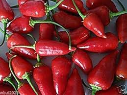 Image result for Capsicum baccatum