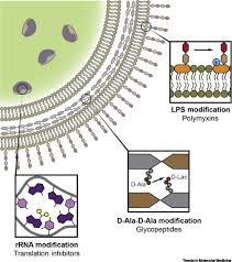 Owned by freddie mac, fannie mae, va, fha or usda) and is a result of the coronavirus, then it will not be reported to the credit bureaus per the. Antibiotic Resistance By Enzymatic Modification Of Antibiotic Targets Trends In Molecular Medicine