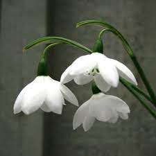 Galanthus Elwesii Godfrey Owen Collectable Rare Snowdrop Bulb Witte Bloemen Bloementuin Bloemen