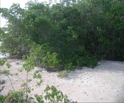 Image result for Colubrina asiatica