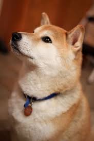 kino by maya83 via flickr お犬様 柴犬 ペット 猫