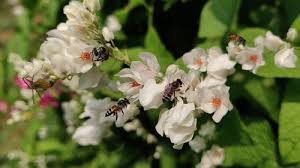 Feeling inspired by the florals in my garden i have curated some gorgeous vintage flower pictures which are free for you to download. 40 000 Best Beautiful Flowers Videos 100 Free Download Pexels Stock Videos