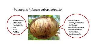 Image result for Vangueria proschii