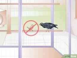 At bird & pet clinic of roseville, you can expect state of the art medical care for your pet. How To Raise A Mynah Bird With Pictures Wikihow