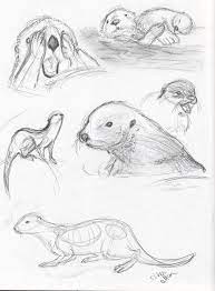 Pin On Art Otters