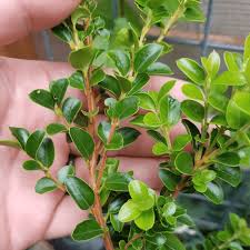 Image result for Tinnea apiculata