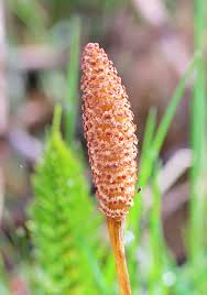 Image result for Equisetaceae