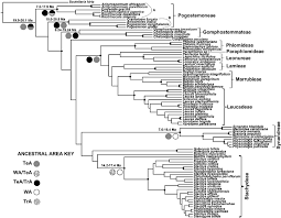 Image result for Acrotome hispida
