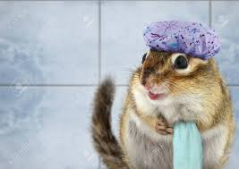 604 free images of chipmunk. Funny Chipmunk With Towel Bathing Stock Photo Picture And Royalty Free Image Image 15130828