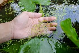 We did not find results for: Pond Weed Control How To Get Rid Of Pond Weeds For Good