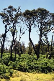 Image result for Hagenia abyssinica