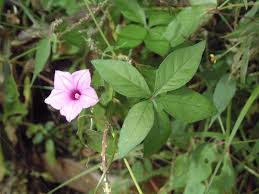 Image result for Ipomoea hochstetteri