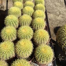 Trinh m ho ~50 henderson, nv. Cactus Hafen Nursery Plant Nursery In Henderson Nv