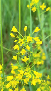 Image result for Rorippa