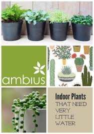 Indoor Plants That Need Little Water Greener On The Inside Plants Indoor Plants Indoor Plant Pots
