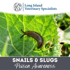 Image result for Metaldehyde Poisoning