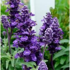 Image result for Salvia farinacea