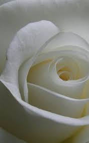 Zoom White Roses White Flowers Beautiful Flowers