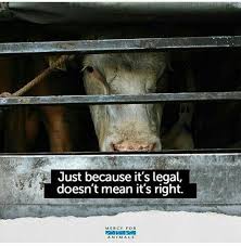 Just Because It S Legal Doesn T Mean It S Right Mercy For Animals Animal Rights Animals
