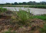 Image result for Kanahia laniflora