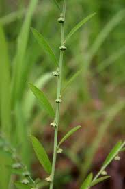 Image result for Phyllanthus maderaspatensis
