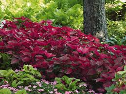 Maybe you would like to learn more about one of these? Gardening In The Shade