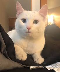 Lost cat found in Dupont, Washington?