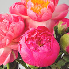 What are the different types of peonies. All About Peonies Interflora