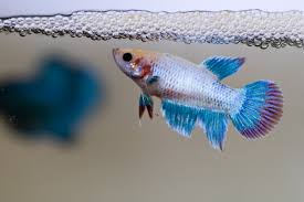 The Fascinating Origin Of Betta Fish And Other Fun Betta Facts
