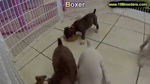 Boxer Puppies For Sale Tampa 01 2022