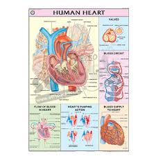 Nck Human Heart Chart