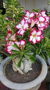 Pin By Candra On Adenium Desert Rose Plant Planting Roses Rose Plant Care