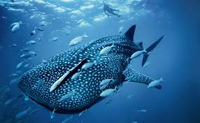 Hd Wallpaper Whale Shark Best Computer Underwater Sea Fish Animal Wildlife Wallpaper Flare See more ideas about wildlife, animals beautiful and wildlife wallpaper. hd wallpaper whale shark best computer