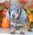 Blue Dachshund - Welcome To The Sausage Dog World