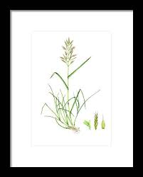 Image result for Bromus  erectus