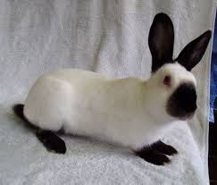 Black And White Spotted Rabbit Breeds Himalayan Rabbit Is Medium Sized Breed Of Rabbit Easily Mistaken For The Californian Rabbit The Body Is White With C Himalayan Rabbit Rabbit Breeds Pet Rabbit