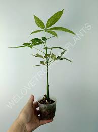 Image result for Pachira glabra