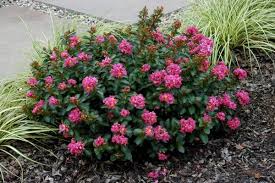We did not find results for: Miniature Pink Pocomoke Crape Myrtle 6 Each Grown In Quart Containers 3 4 Tall Shipped In Packs Of 4 6 9 12 And 16 Crape Myrtle Guy