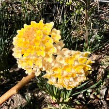 Image result for Gnidia chrysantha