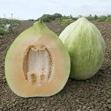 We did not find results for: Crenshaw Melon Seeds Melon Seeds For Sale Everwilde Farms