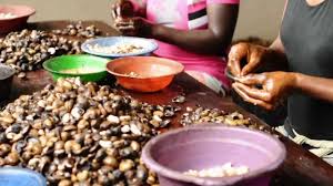 Maybe you would like to learn more about one of these? Cashews Cashew Nuts Kernels En