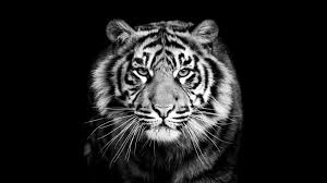 Tiger Black Black And White Wildlife Monochrome Photography Head Big Cats Monochrome Close Up 1080p Wallpaper Hdwal Tiger Images Sumatran Tiger Animals