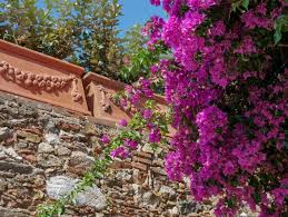 Die Optimale Bougainvillea Pflege Ein Erfahrungsbericht Mediterraner Garten Bougainvillea Bougainvillea Pflanzen