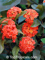 Image result for Ixora laurentii
