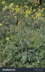 Image result for Sisymbrium orientale